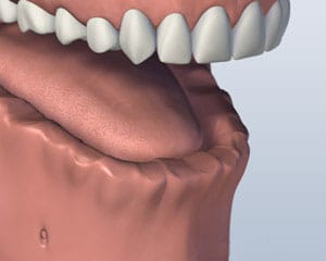 3D dental model showing upper teeth and gum tissue anatomy for educational purposes.
